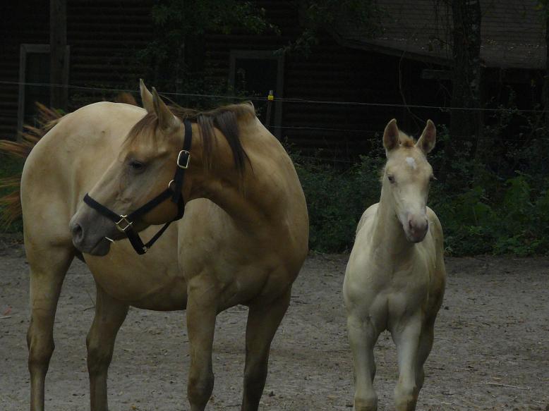 Skip O Neal and her 08 filly - both Amber Champagne horses