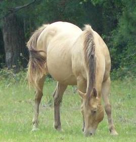 Amber Champagne mare - mane, tail, points are brown unlike a Buckskin's black points, mane and tail.