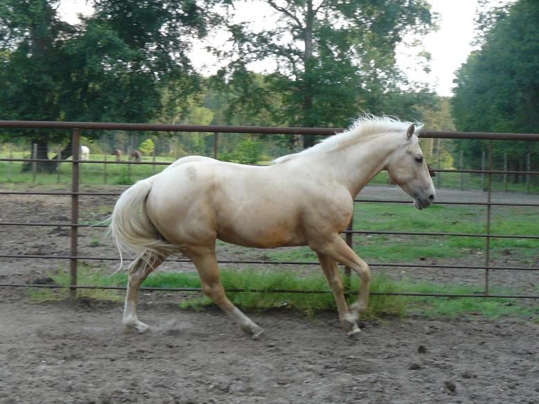 Palomino Horses For Sale