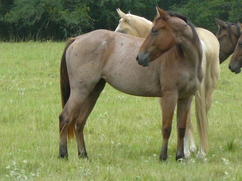 Bay Roan mare for sale
