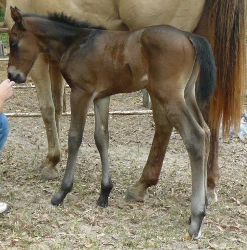 Bay colt for sale out of GO JOE TYREE and SKIP O NEAL