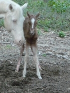 Minutes after foaling.