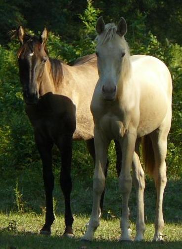 Amber Champagne yearling (right) shown with Grulla yearling (left)