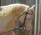 Tyrees Pearly Star - perlino quarter horse stallion