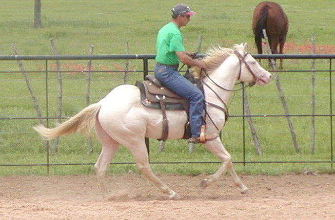 Tyrees Pearly Star with his cowhorse trainer Tom Neel