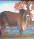 Artist Original Oil Painting - Brahman Bull - IN PRIVATE COLLECTION