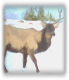 Artist Original Oil Painting - Elk - IN PRIVATE COLLECTION