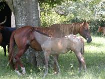 2007 Bay Roan Stallion