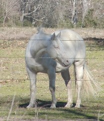 Cremello mare - granddaughter of Two Eyed Jack