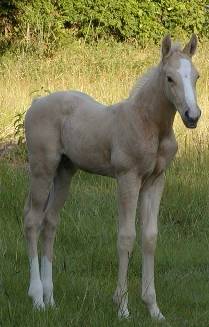 Palomino Stallion Go Man Go, Dash For Cash Beduino lines