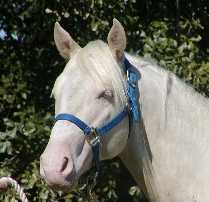 Cremello stallion with BIG STOP