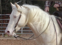 AQHA Cremello Stallion, Docs White Hot Gun 