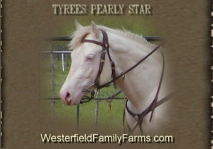 Tyrees Pearly Star AQHA Perlino Stallion 100% Foundation Quarter Horse